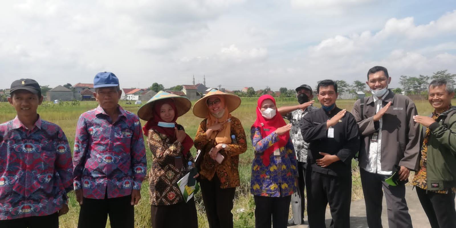 Ubinan Bersama Dinas Pertanian di Kec Karanganyar