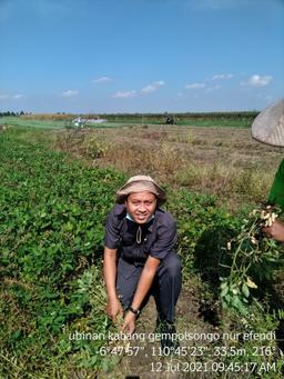 Ubinan Kacang Subround 2 di Kecamatan Mijen