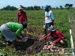 Ubinan Ubi di Kecamatan Mijen 