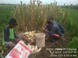 Ubinan Jagung di Kecamatan Sayung