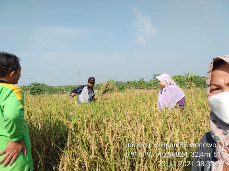 Ubinan Subround 2 2021 di Karang Tengah