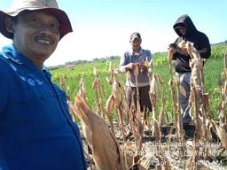 Survei Ubinan Jagung di Kecamatan Guntur