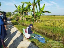 Ubinan di Kecamatan Demak