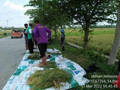 Ubinan Padi di Desa Solowire Kebonagung