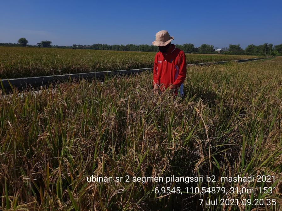 Survei Ubinan Subround 2 di Kecamatan Sayung