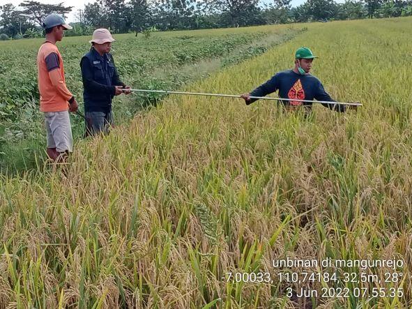 Ubinan Padi di Kecamatan Kebonagung